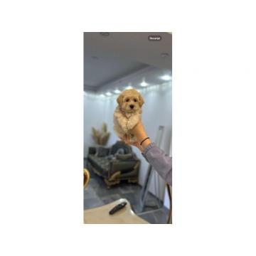 Maltipoo štenci