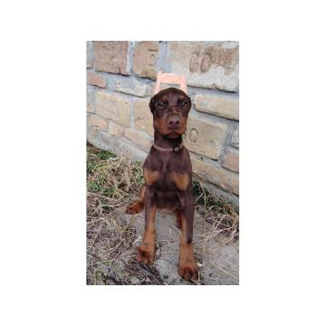 Doberman štenci