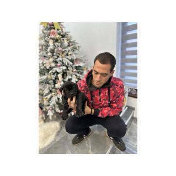 Presa canario stenci