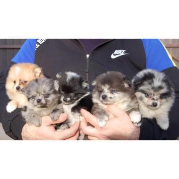 Pomeranski špic prelepi štenci 