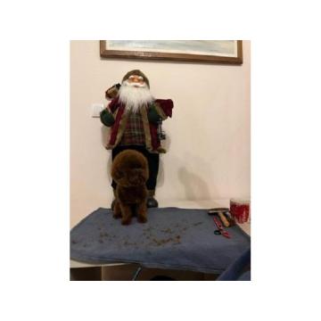 Mužjak teacup crvene pudlice, slobodan za parenje 