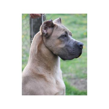 Cane Corso Stenci