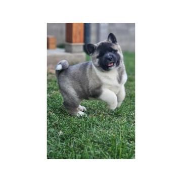 Američka Akita štenci