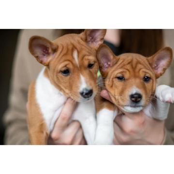 Basenji prelepi štenci