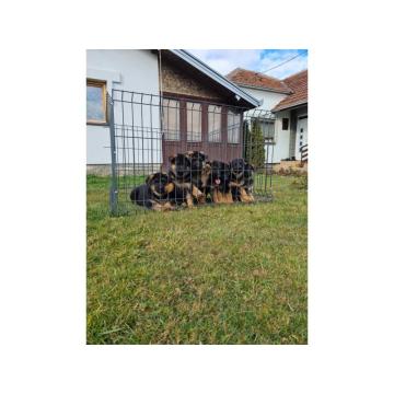 Nemacki Ovcar stenci