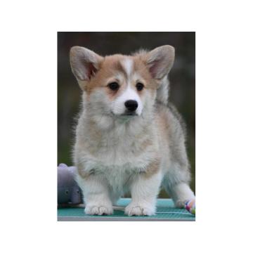 Velski korgi/Welsh Corgi Pembroke