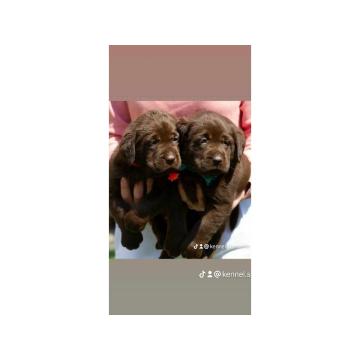 Labrador retriver štenci  