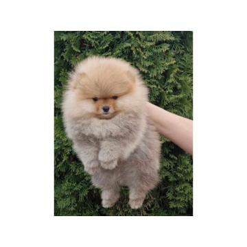 Pomeranac muško štene