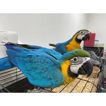 Prekrasne plave i zlatne ara