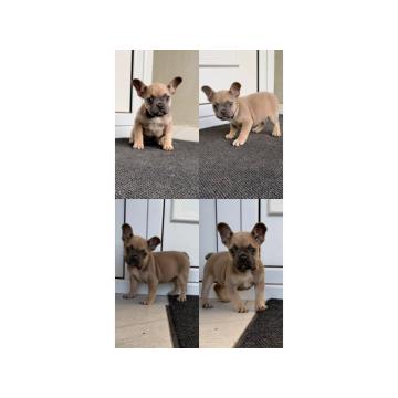 Francuski Buldog