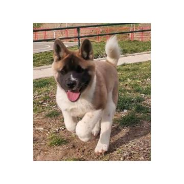 Američka Akita štenci