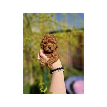 Crveni decaci Toy pudle