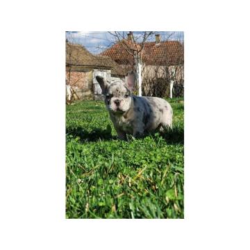 Francuski buldozi merle stenci