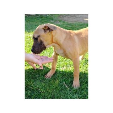 Vrhunski štenci Presa Canario