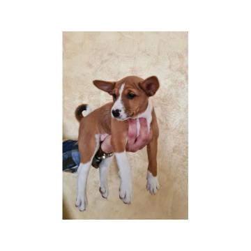 Basenji TOP stenci
