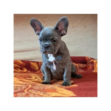 Štenci egzotičnog francuskog buldoga 