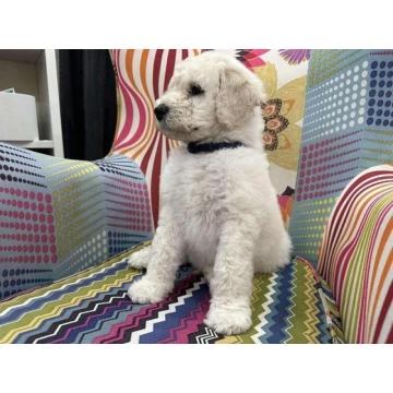 Štenci velike kraljevske pudle  