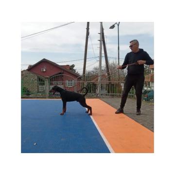 Doberman PRELEPI štenci
