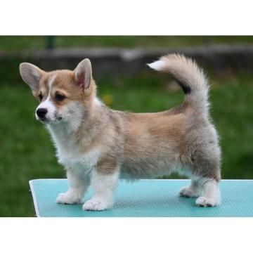 Velski korgi/Welsh Corgi Pembroke