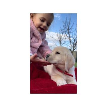 Labrador retriver štenci 