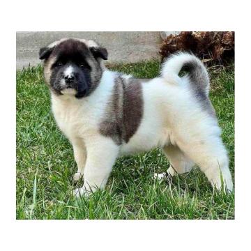 Američka Akita, TOP štenci 