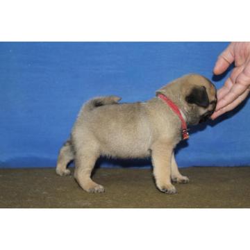 Mops štene