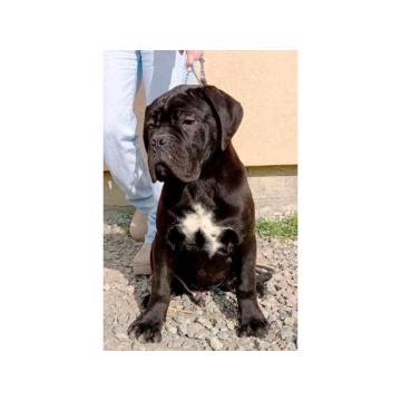 Cane Corso štenci