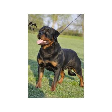 Mužjak Rotvajlera slobodan za parenje 