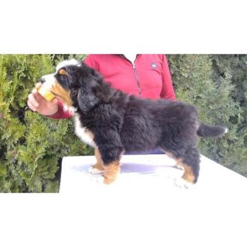 Bernski planinski pas štenci