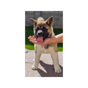 Američka Akita, štenci visokog kvaliteta