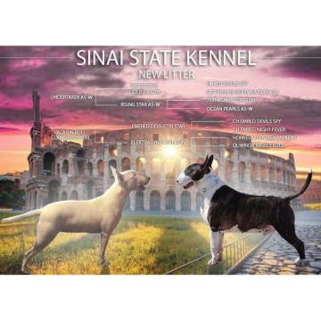 Bul terijer prelepi štenci