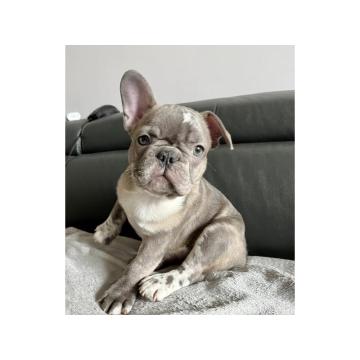 Francuski buldog