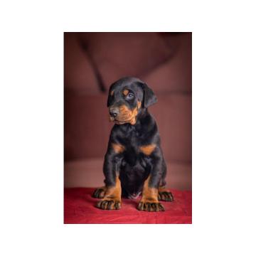 Doberman PRELEPI štenci