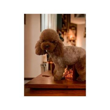 Toy i mini pudle bebe