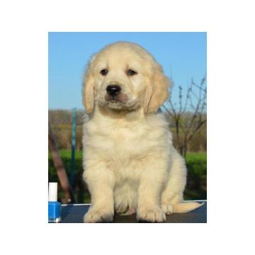 Štenci zlatnog retrivera 