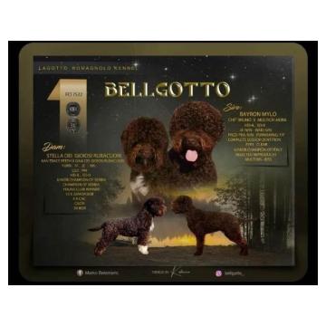 Lagotto Romagnolo, rezervacija štenaca