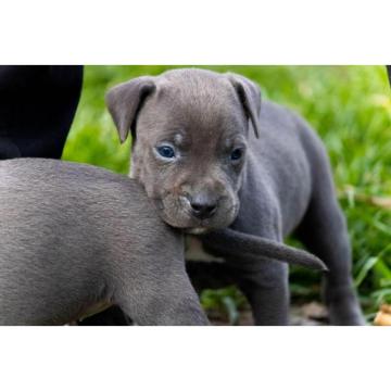 Pit bul terijer štenci