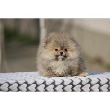 Prelepi štenci pomeranca Boo 