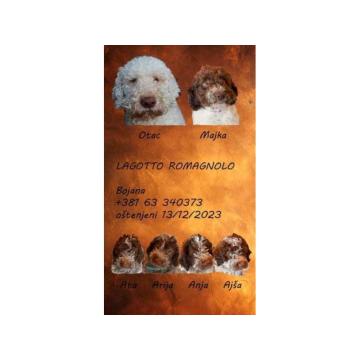 Lagotto Romagnolo štenci