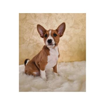 Basenji TOP stenci