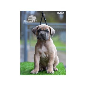 Cane Corso Kane Korso