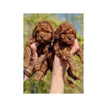 Toy, aprikot i crvene pudle