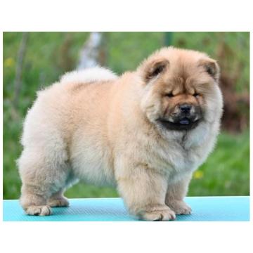 Chow Chow Cau Cau Čau Čau