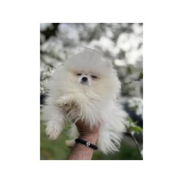 Pomeranac štenci vrhunskog porekla