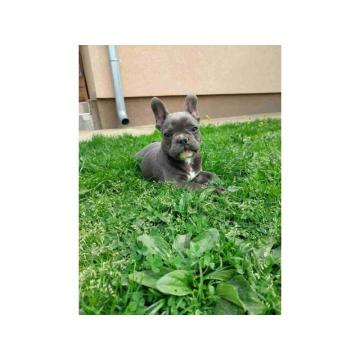 U ponudi stencu francuskog buldoga plave boje 