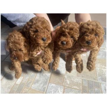 Kucici crvene pudle,  rezervacija