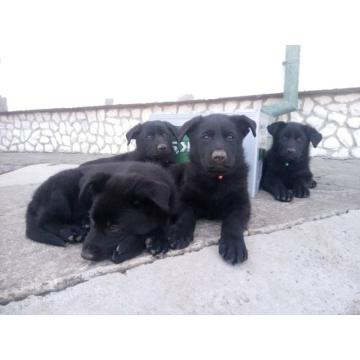 Prodajem vrhunsku štenad crnog Nemačkog ovčara  
