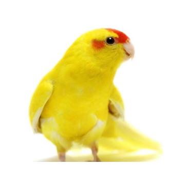 Ručno hranjeni papagaji  