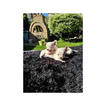 Mikro civave slobodne za preuzimanje 