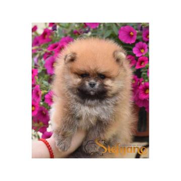Pomeranac, pomeranian  